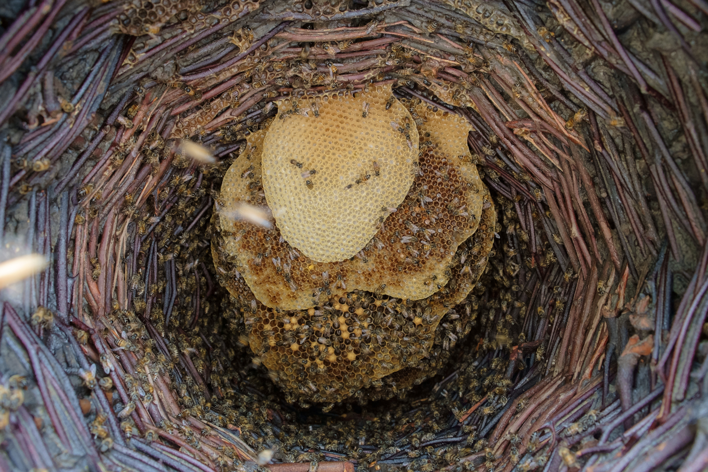 Natural beekeeping - Bees for Development